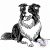 Border Collie T-shirt - Border Collie Shirt
