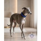 Blue Moon Pearl Luxury Martingale Dog Collar with rhinestones - Rhinestone Bling Dog Collar