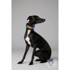 Rainbow Luxury Martingale Dog Collar with rhinestones - Rhinestone Bling Dog Collar