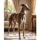 Rainbow Luxury Martingale Dog Collar with rhinestones - Rhinestone Bling Dog Collar