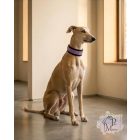 Purple Luxury Martingale Dog Collar with rhinestones - Rhinestone Bling Dog Collar