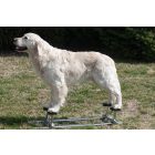 Show Stacker dog trainer - Free stancking trainer - Happy legs
